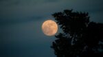 A,Full,Moon,In,The,Sky,,Behind,A,Tree,Branches